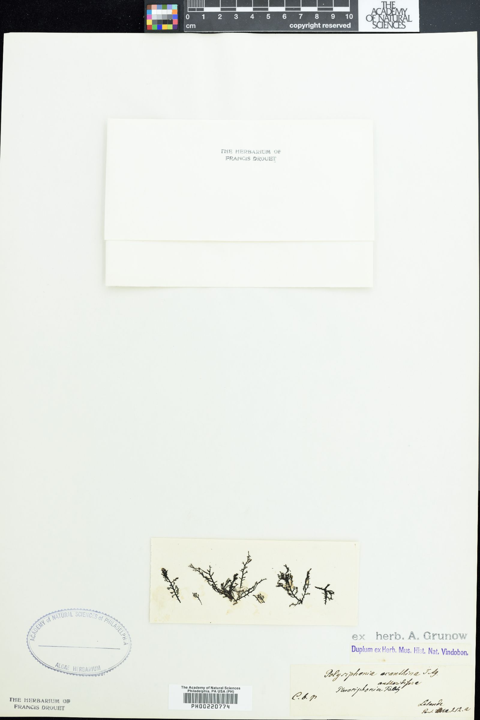 Polysiphonia acanthina image