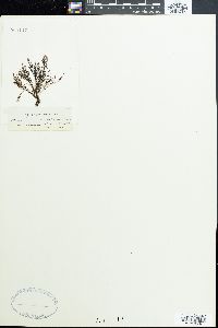 Polysiphonia atrorubescens image