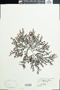 Polysiphonia baileyi image