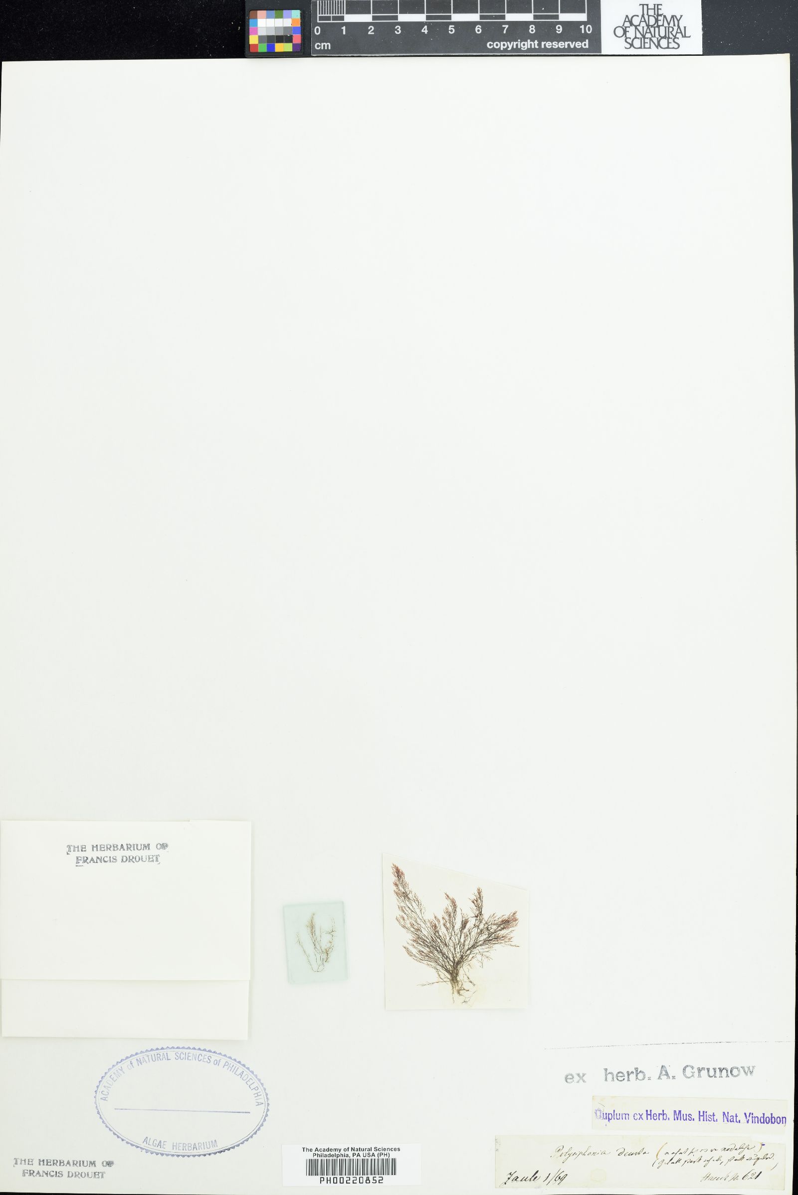 Polysiphonia deusta image