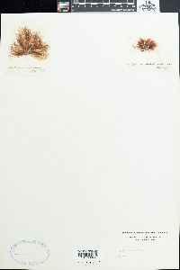 Polysiphonia hapalacantha image
