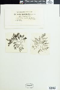 Polysiphonia nigrescens image