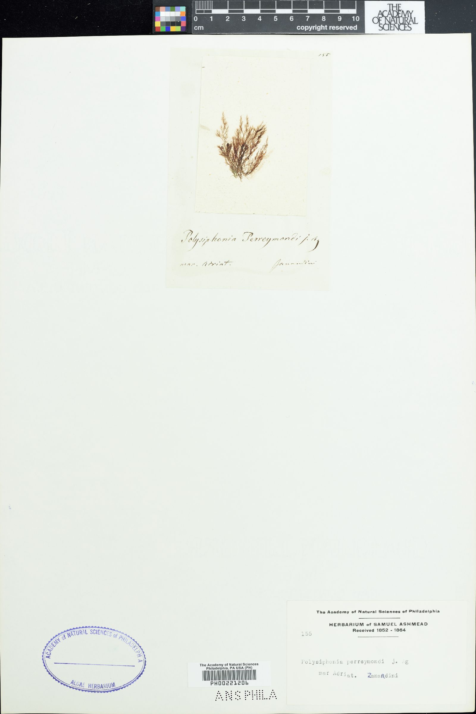 Polysiphonia subulata image