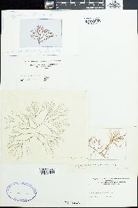 Polysiphonia spinosa image