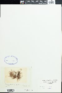 Polysiphonia spinulosa image