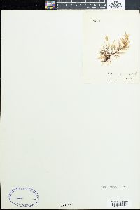 Polysiphonia subcontinua image