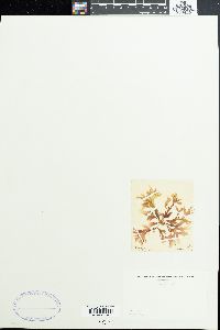 Rhodymenia palmetta image