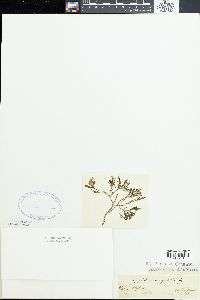 Spyridia hypnoides image