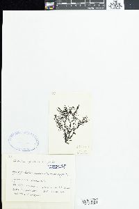Symphyocladia latiuscula image