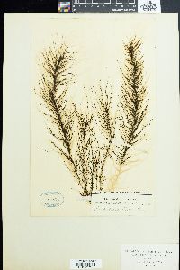 Chordariopsis capensis image