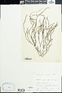 Mutimo cylindricus image