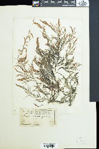 Cystoseira abrotanifolia image