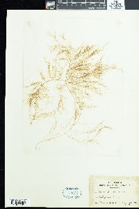 Desmarestia viridis image