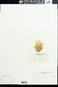 Ectocarpus siliculosus var. subulatus image
