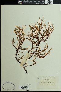 Myriodesma integrifolium image