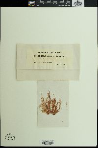 Antithamnion floccosum f. pacificum image