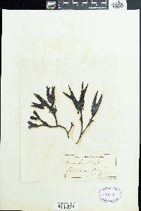 Fucus furcatus image