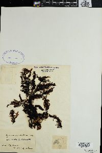 Sargassum fallax image