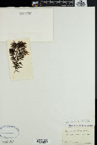 Sargassum salicifolium image