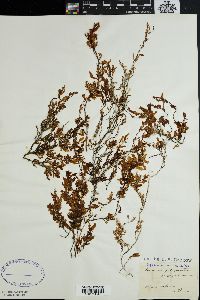 Image of Sargassum arnaudianum