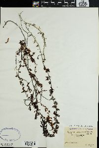 Sargassum subrepandum image