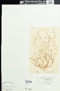 Spermatochnus paradoxus image