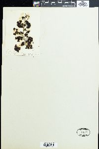 Turbinaria vulgaris image