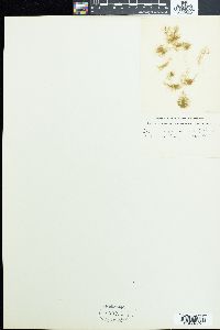 Tribonema utriculosum image