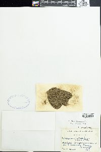 Anabaena licheniformis image