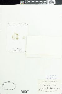 Anabaena oscillarioides image