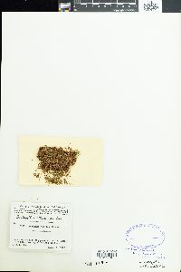 Anabaena oscillarioides image