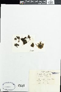 Anacystis montana image