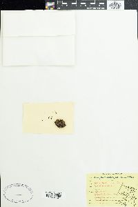 Anacystis montana image