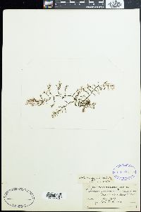 Calothrix confervicola image