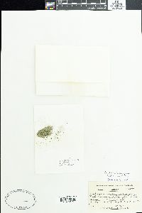 Cylindrospermum licheniforme image