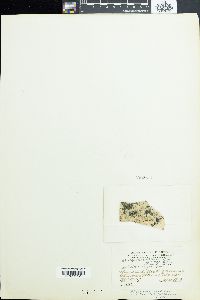 Blennothrix lyngbyacea image