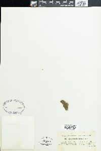 Trichocoleus tenerrimus image