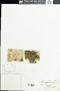Phormidium salinarum image
