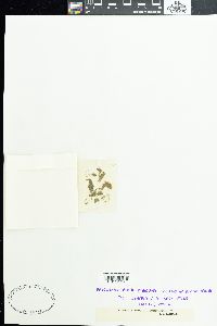 Phormidium aerugineo-caeruleum image