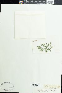 Plectonema tomasinianum image