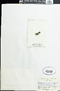 Schizothrix arenaria image