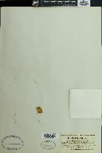 Schizothrix lardacea image