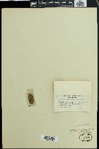 Stigonema ocellatum image