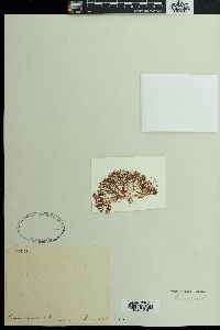Ceramium echionotum image