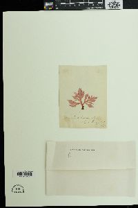 Branchioglossum woodii image