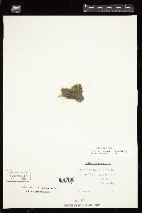 Cladophora laetevirens image