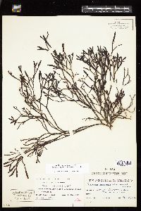 Silvetia compressa image