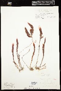 Asparagopsis taxiformis image