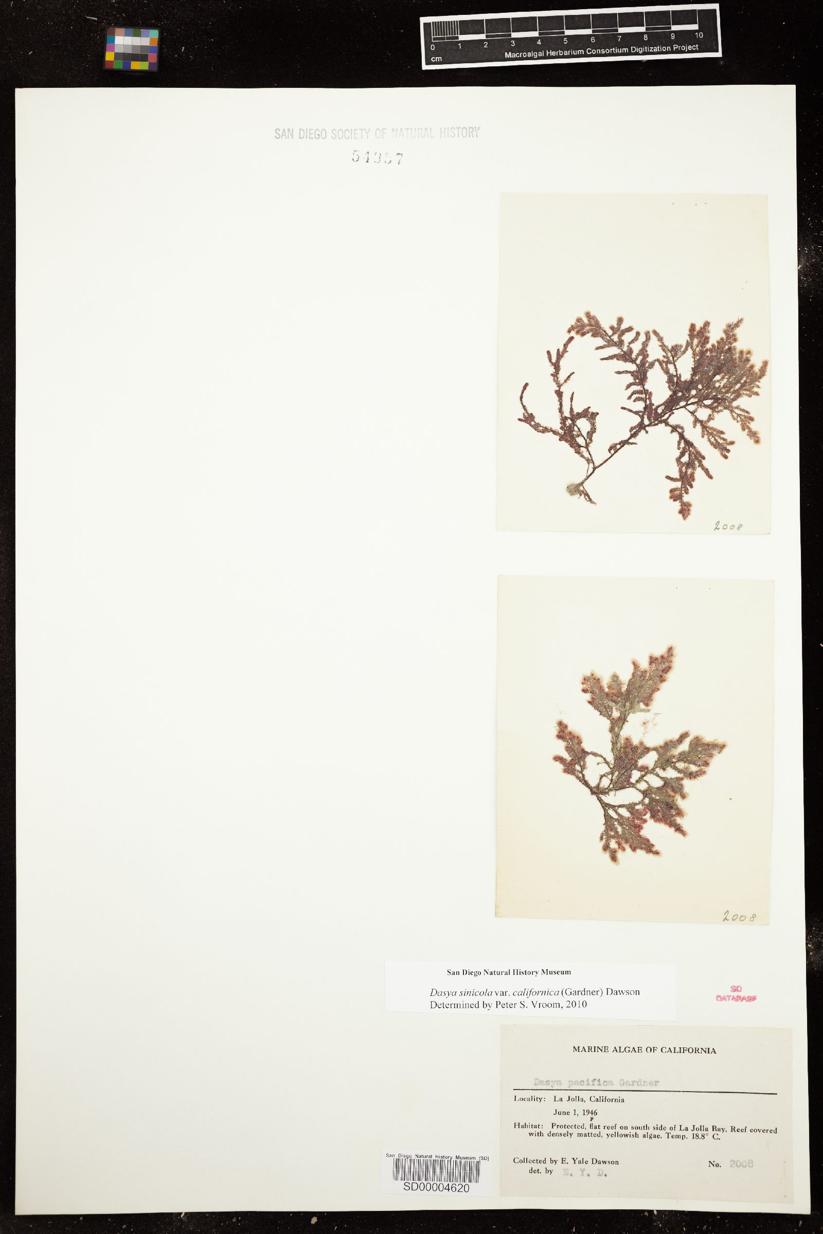 Dasya sinicola var. california image