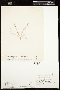Gloiosiphonia verticillaris image